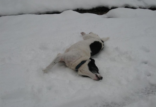 Finn the dog enjoying the snow!