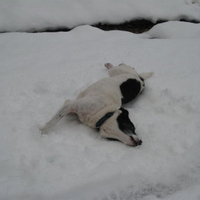 Finn the dog enjoying the snow!