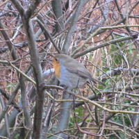 Hungry Robin!