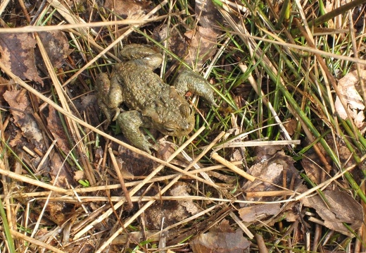 Toad crossing track, Loch an Eilein