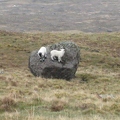 Lambs Bouldering!!