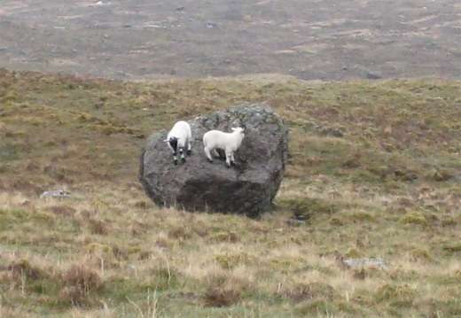 Lambs Bouldering!!