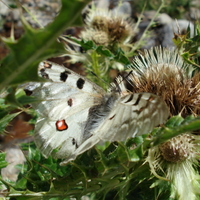 Apollo on a thistle