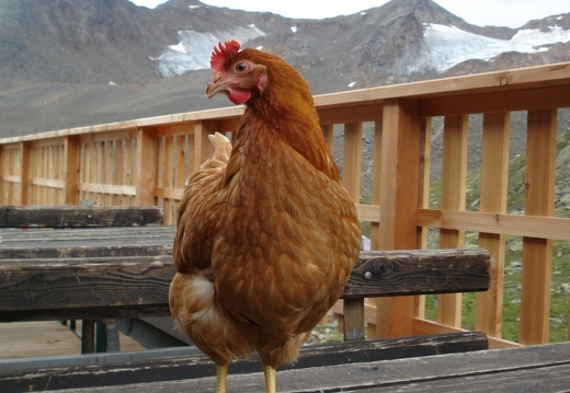 Henriette - provider of some of the omelettes at Vernagthut (2755m) - Austria's most highflying hen?