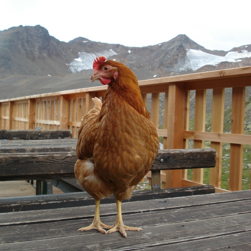 Henriette - provider of some of the omelettes at Vernagthut (2755m) - Austria's most highflying hen?
