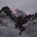 Frosty trees and a hint of Alpenglow on Sgurr na Lapaich in Glen Affric, 1st January 2009