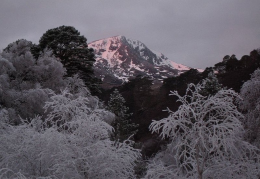 Frosty trees and a hint of Alpenglow on Sgurr na Lapaich in Glen Affric, 1st January 2009