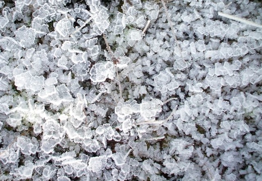 Platy frost, 2nd January 2009