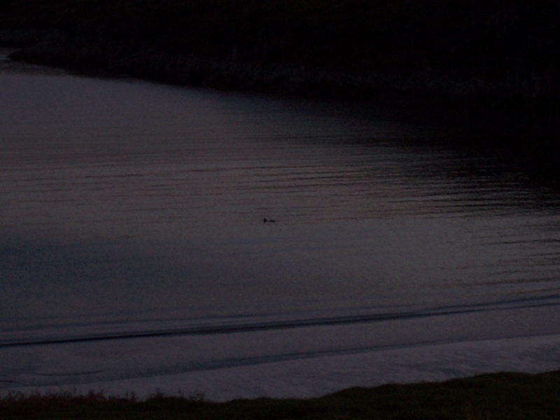 Otter in Erraid Sound.JPG
