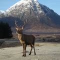 Stag at Kingshouse