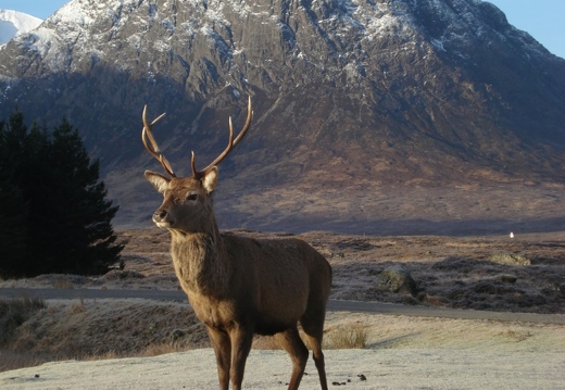 Stag at Kingshouse