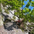 Jeanie on tree belay at the top of the 1st pitch
