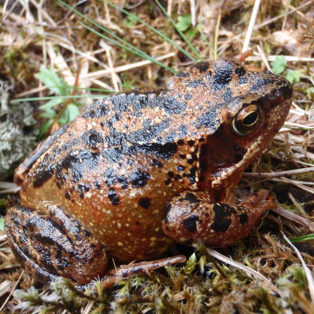 Common Toad 2000' up amongst screes and gravels