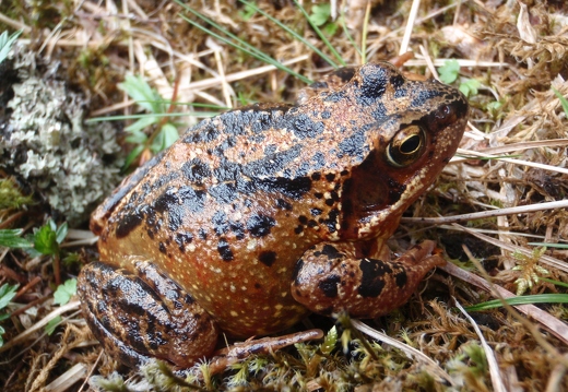 Common Toad 2000' up amongst screes and gravels
