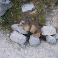 A Marmot that knows how to pose (looking for food!)