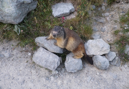 A Marmot that knows how to pose (looking for food!)