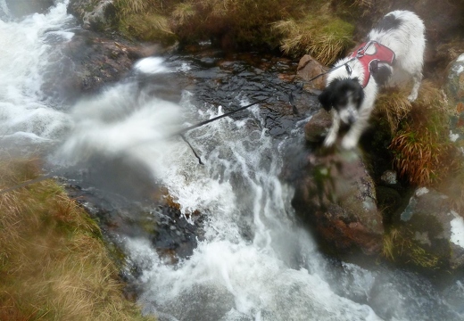 Holly contemplating a stream crossing