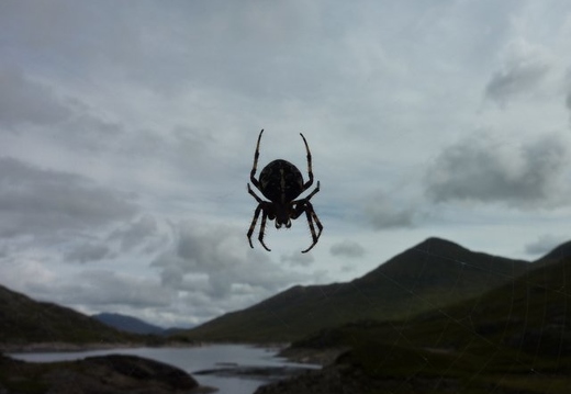Runner Up in "Wildlife/Nature" Category: Spider by Ian McCabe