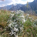 Lovely alpine view with some nice furry plants