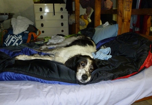 Holly drying off on Andy's bed!