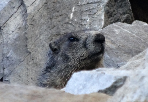 Alert Marmot
