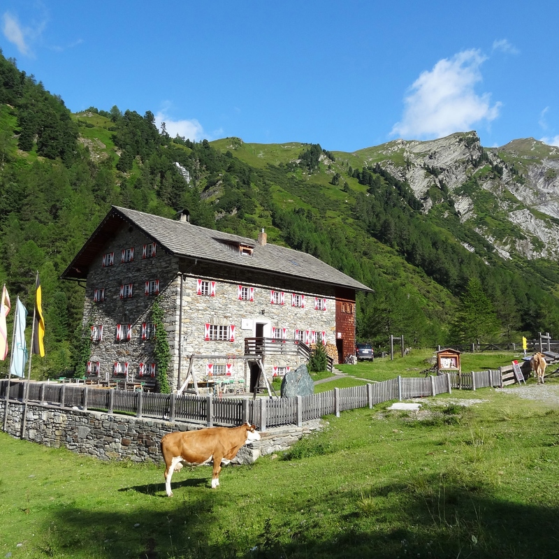Kalser Tauernhaus with cows queuing up for their morning beer