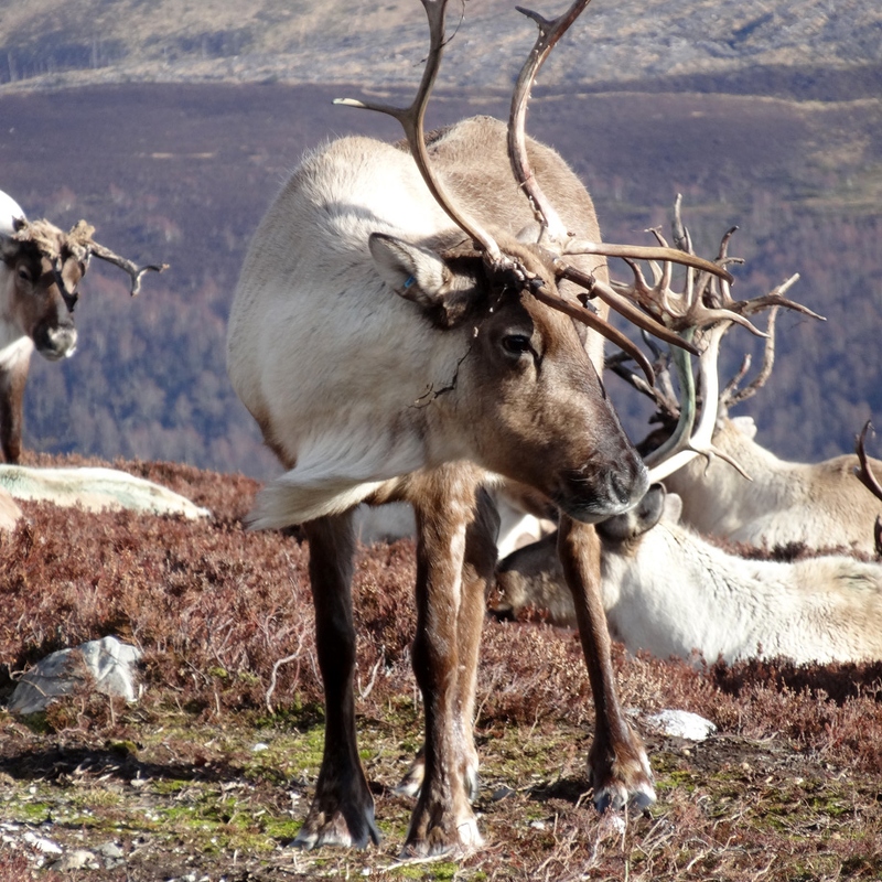 Reindeer on the Cromdale Hills, shedding velvet (Photo by Rod)