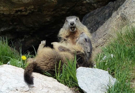Mhairi McCabe: Marmots (Nature - Runner Up A)