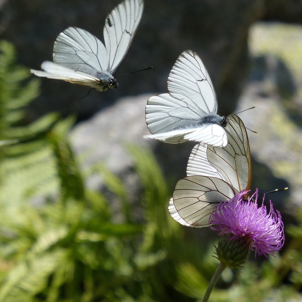 Mhairi McCabe: Butterflies (Nature-Winner)