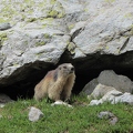 Colin Edwards: Marmot (Nature)