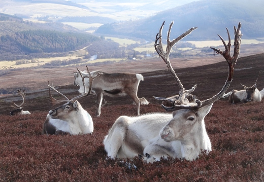 Rod Mackenzie: Reindeer on Cromdale Hills (Nature)