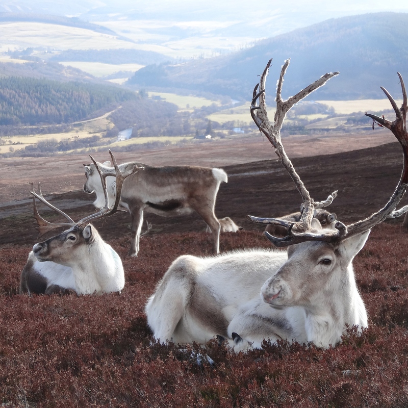 Rod Mackenzie: Reindeer on Cromdale Hills (Nature)