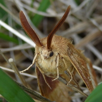 Rod Mackenzie: Moth on Rum (Nature)