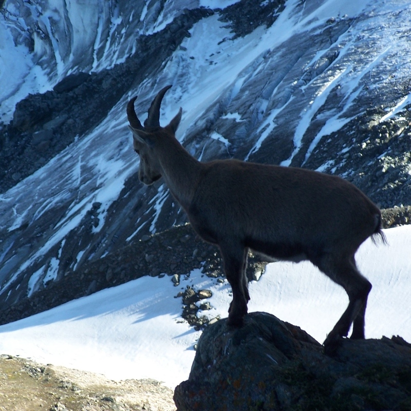 Andy Whitehead: Young Ibex (Nature - Runner up B)