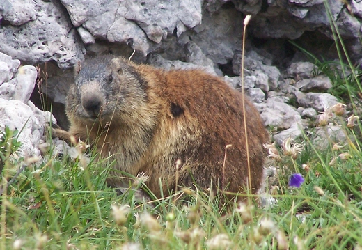 Andy Whitehead: Marmot (Nature)
