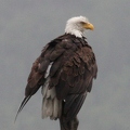 Shaw Murray: Bald Eagle (Nature)
