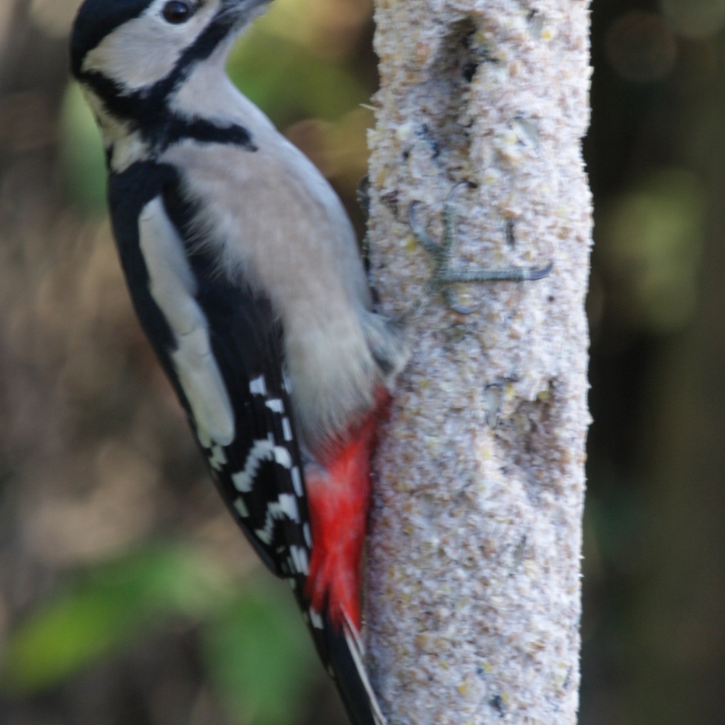 Shaw Murray: Woodpecker (Nature)