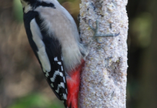 Shaw Murray: Woodpecker (Nature)