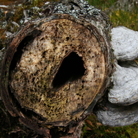 Christina Murray: Tree Trunk (Nature)