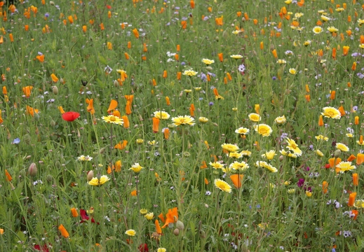 Christina Murray: Flower Meadow (Nature)