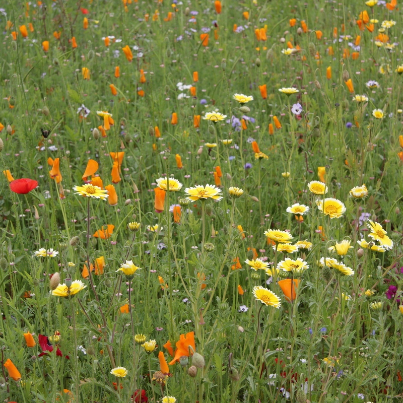 Christina Murray: Flower Meadow (Nature)