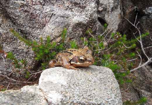 Jo Polak/Adrian Gaughan: Frog (Nature)
