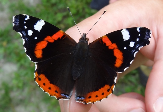 Elke Braun: "Tame" Butterfly (Nature)