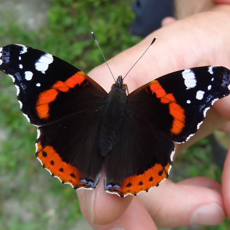 Elke Braun: "Tame" Butterfly (Nature)