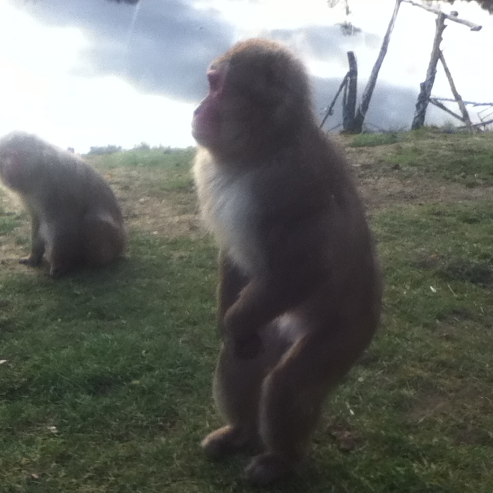 Scott Bamford: Monkey (Nature)
