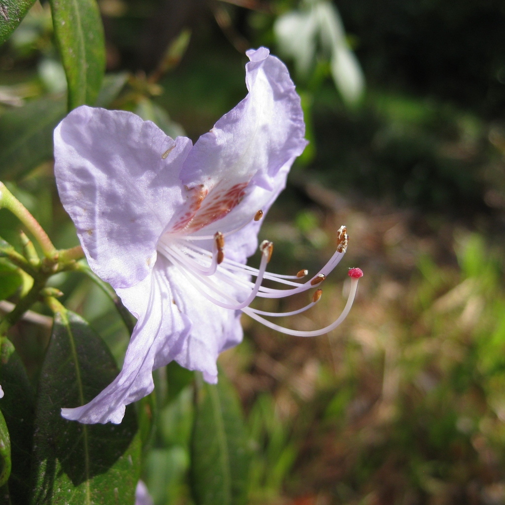 Gordon Glennie: Purple Flower (Nature)
