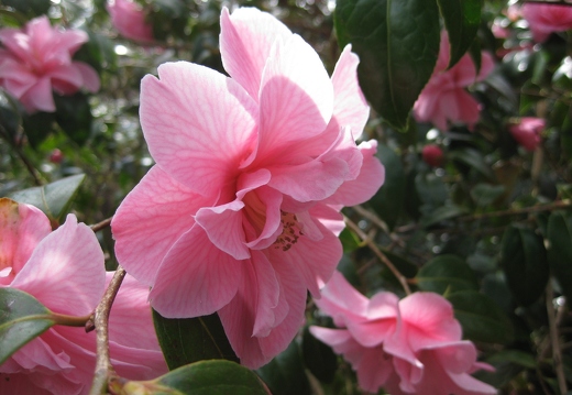 Gordon Glennie: Pink Flower (Nature)