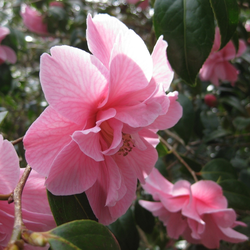 Gordon Glennie: Pink Flower (Nature)