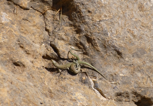 Jeanie/Stuart: Lizards Mating (Nature)