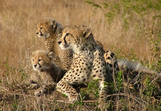 John Peters: Cheetahs (Nature)
